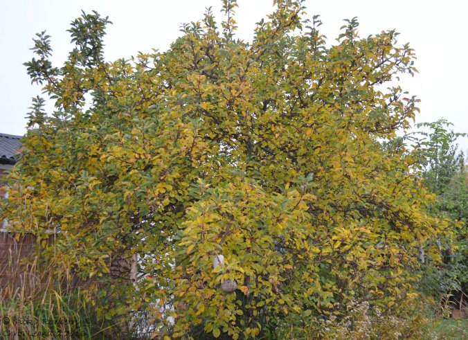apple-tree-oct-29