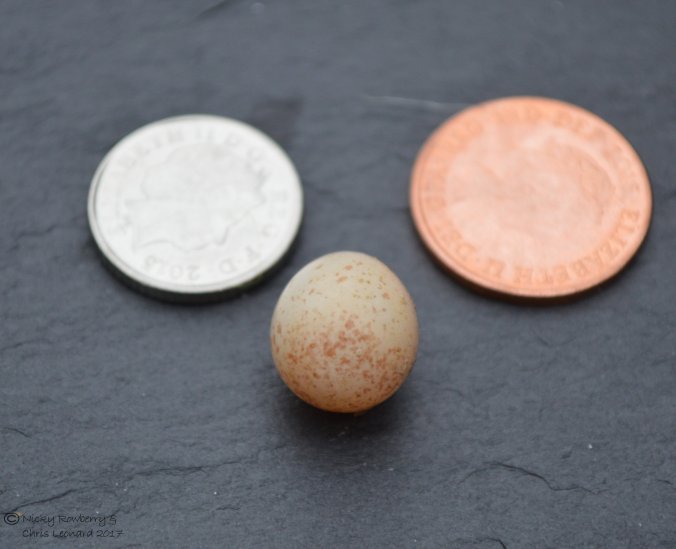 blue-tit-egg