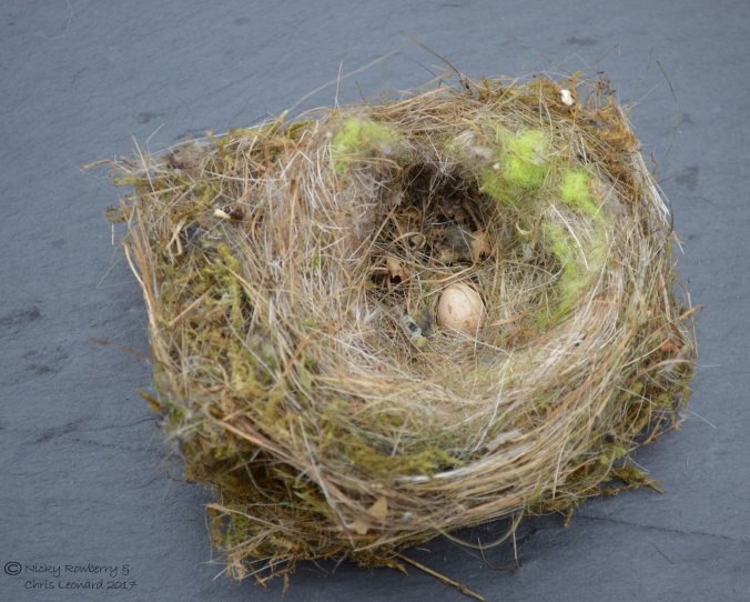blue-tit-nest
