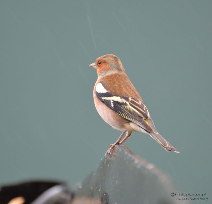 chaffinch-6