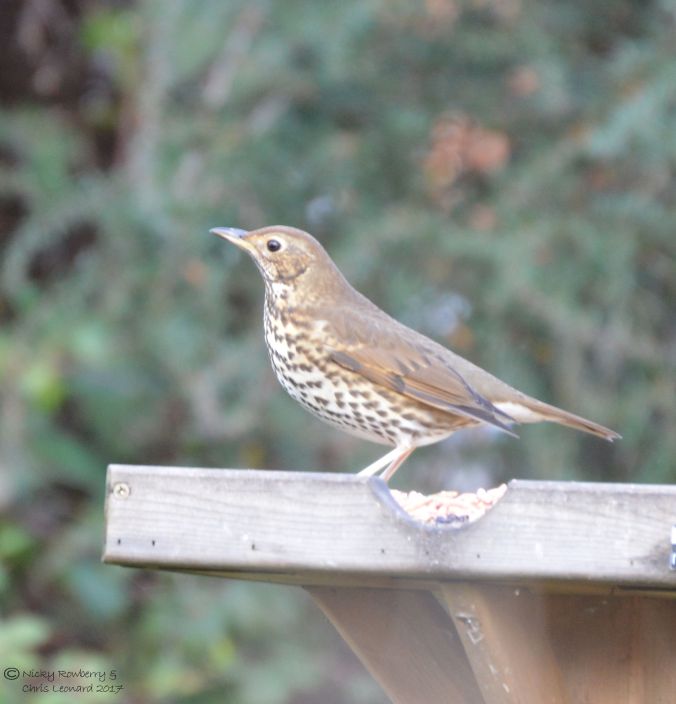 song-thrush