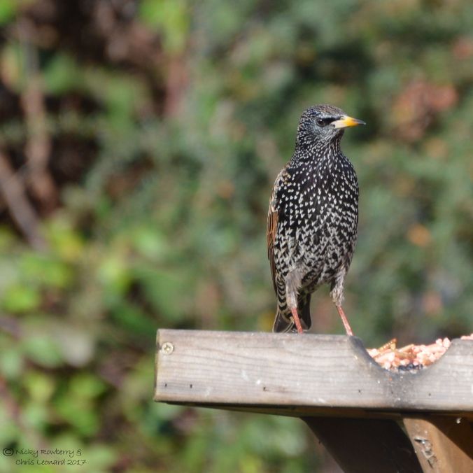 starling