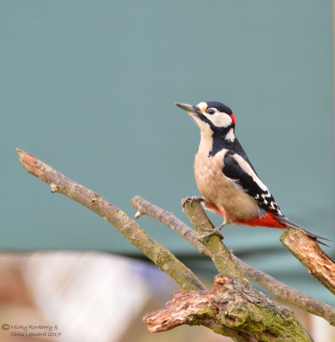 woodpecker