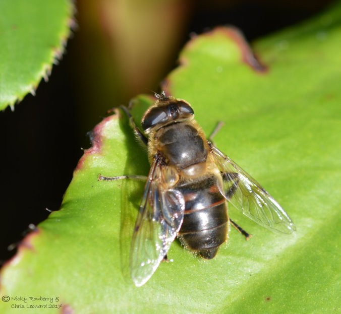 hoverfly-eristalis-tenax