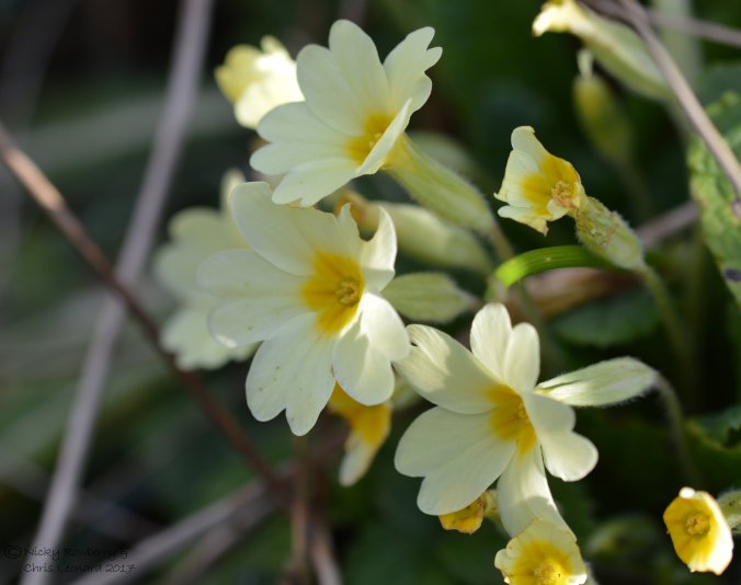 primroses