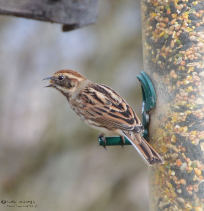 reed-bunting-female