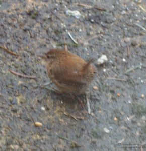 wren-on-patio-3