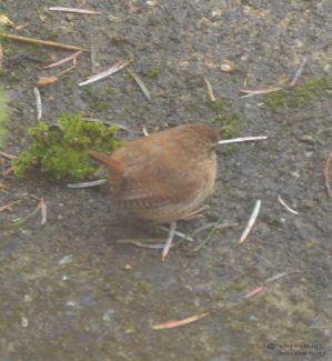 wren-on-patio-6