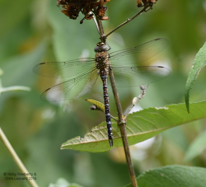 Incoming Insects | Too Lazy To Weed