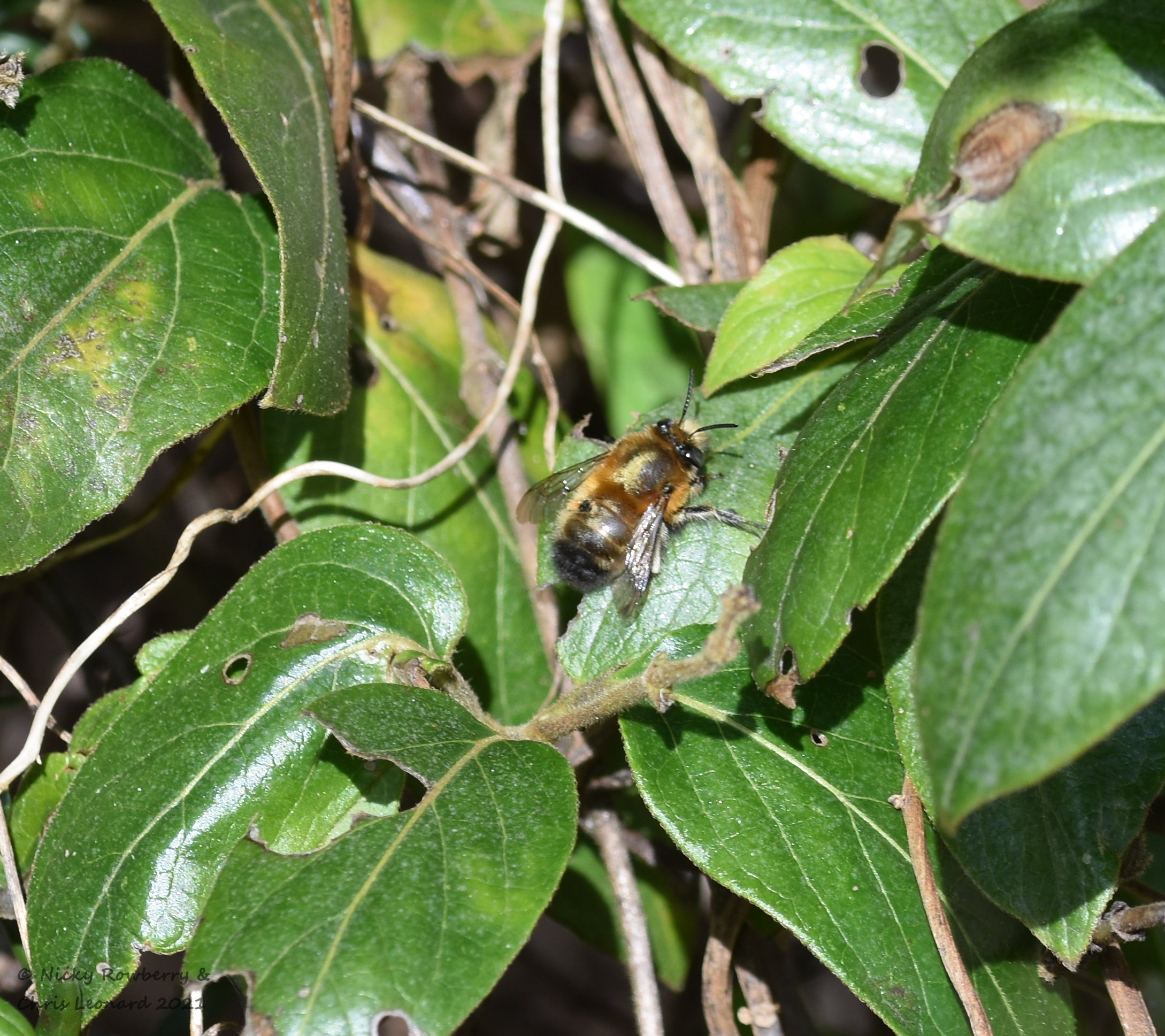 Hairy footed flower bee