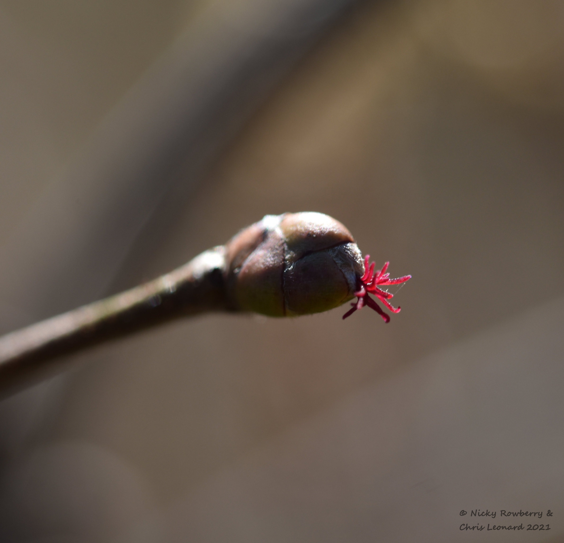 Hazel female flower