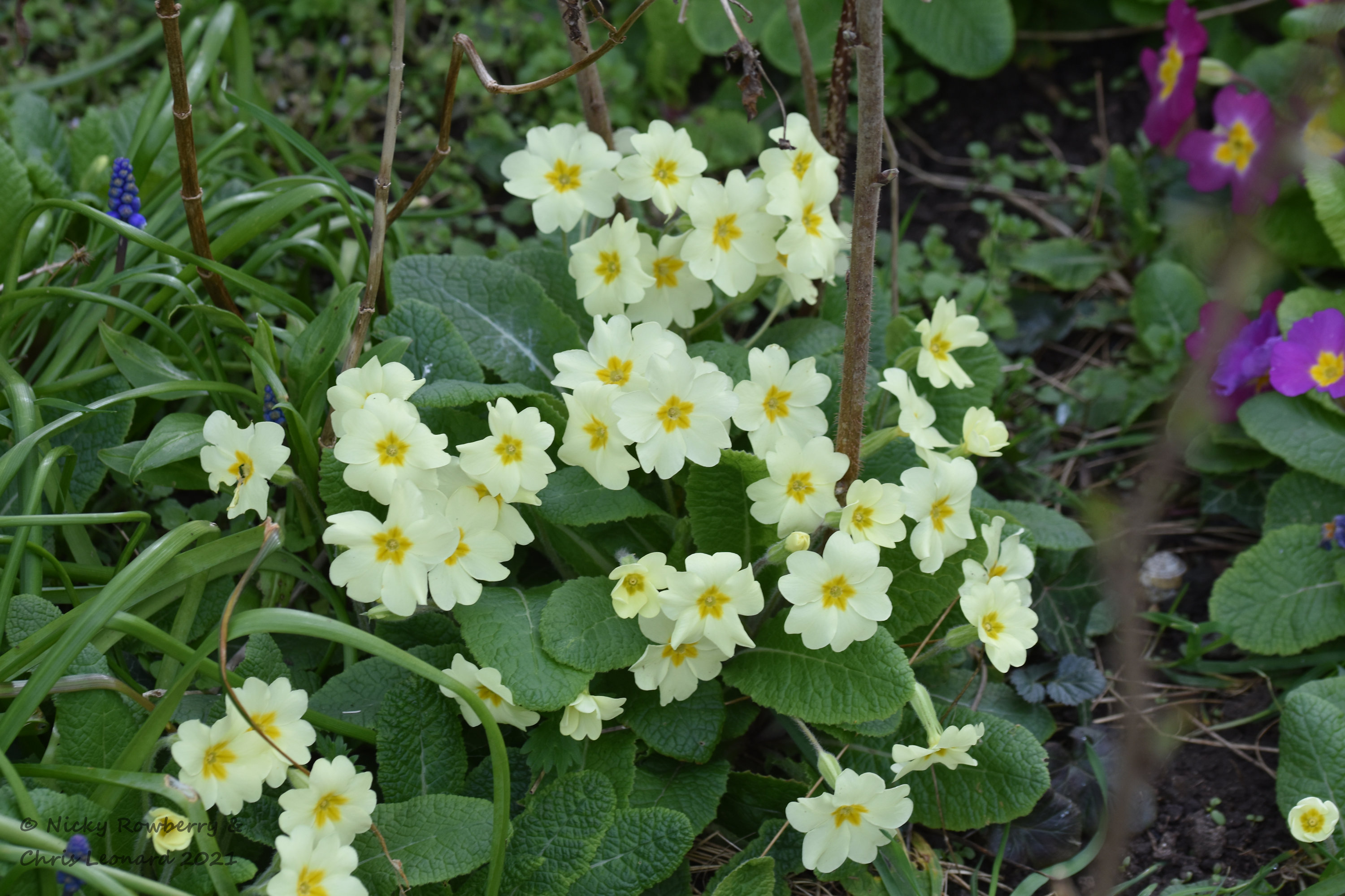 primroses