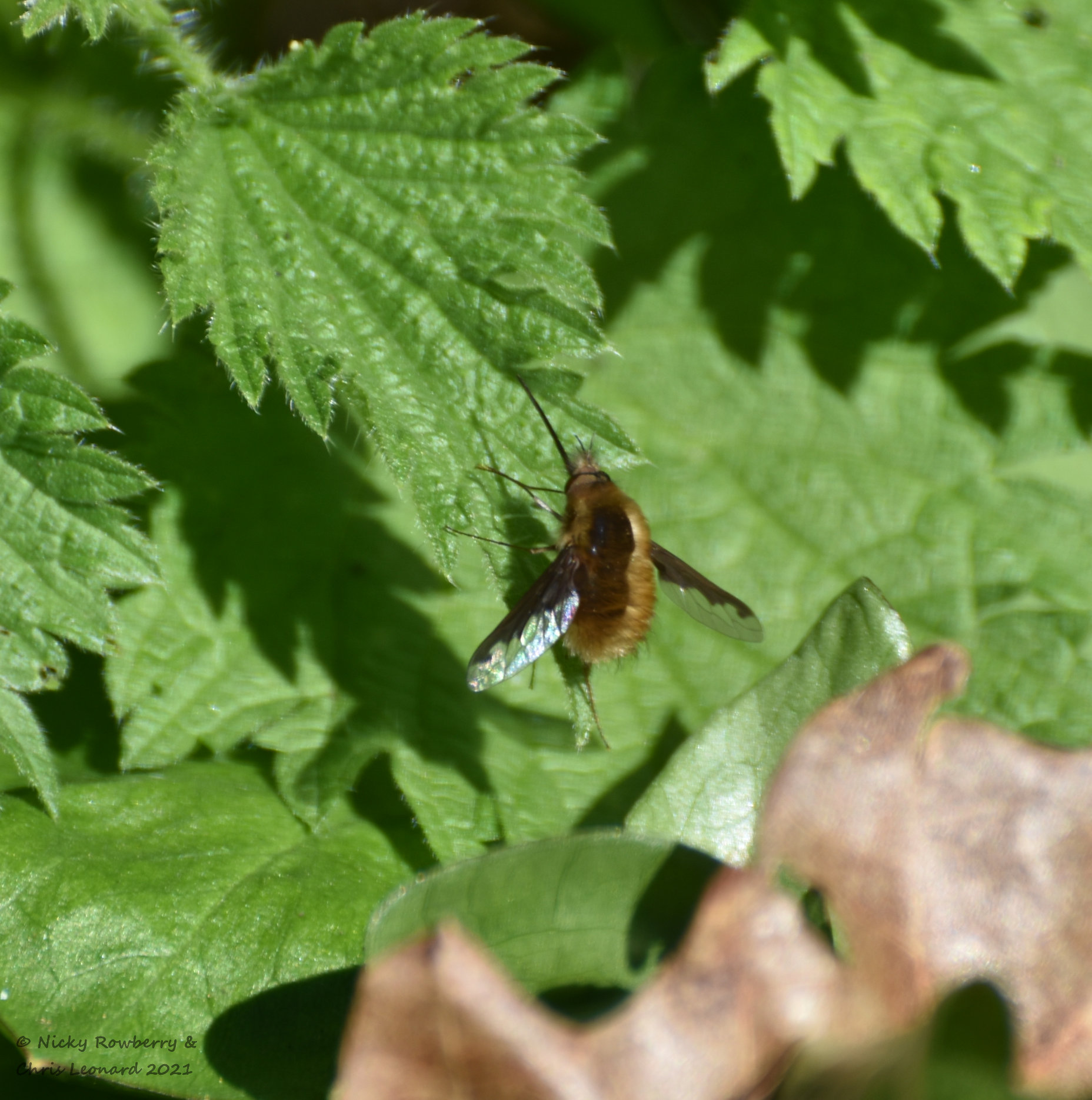 beefly 2