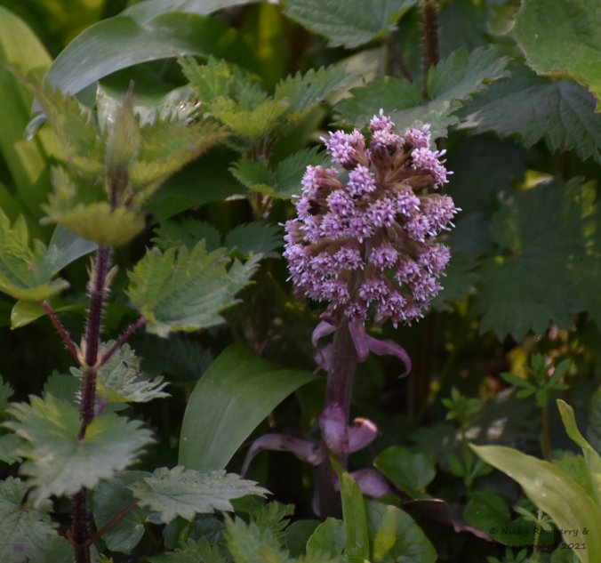 butterbur
