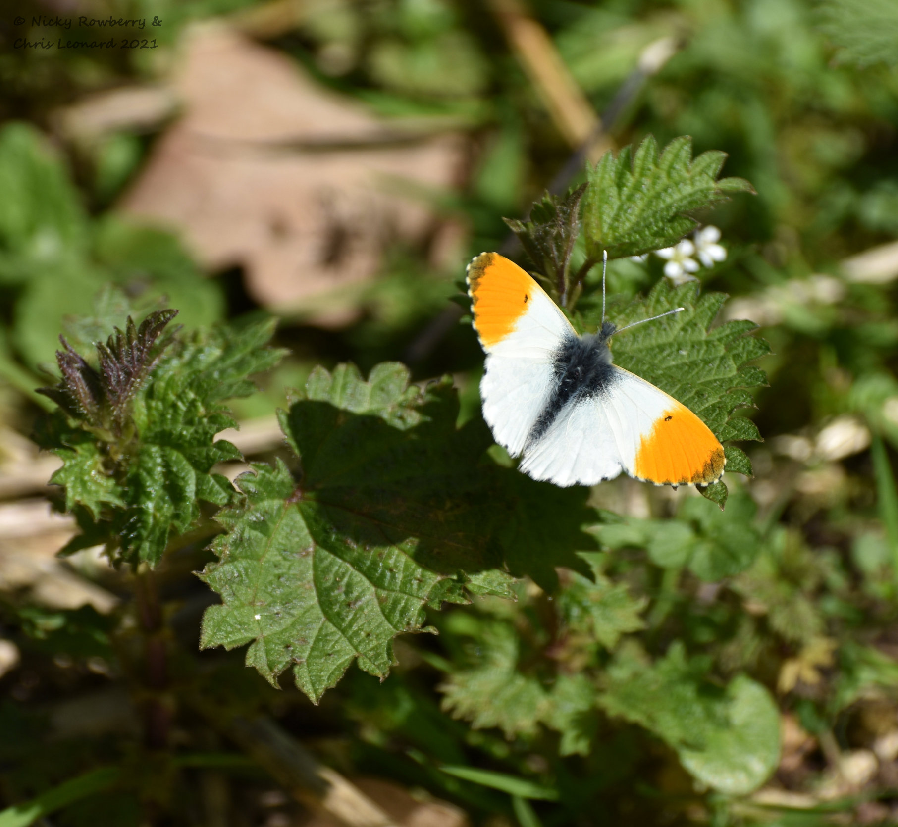 Orange Tip