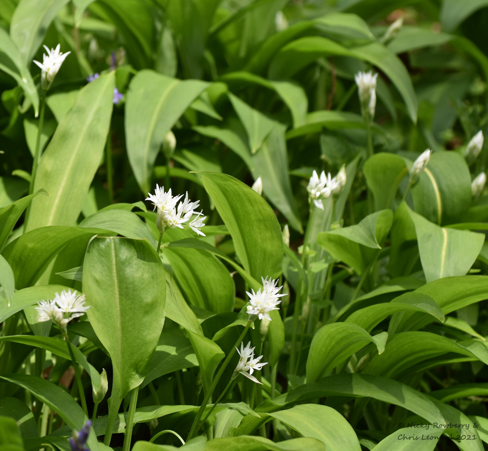 wild garlic 2