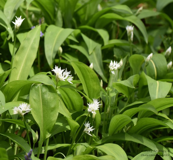 wild garlic 2