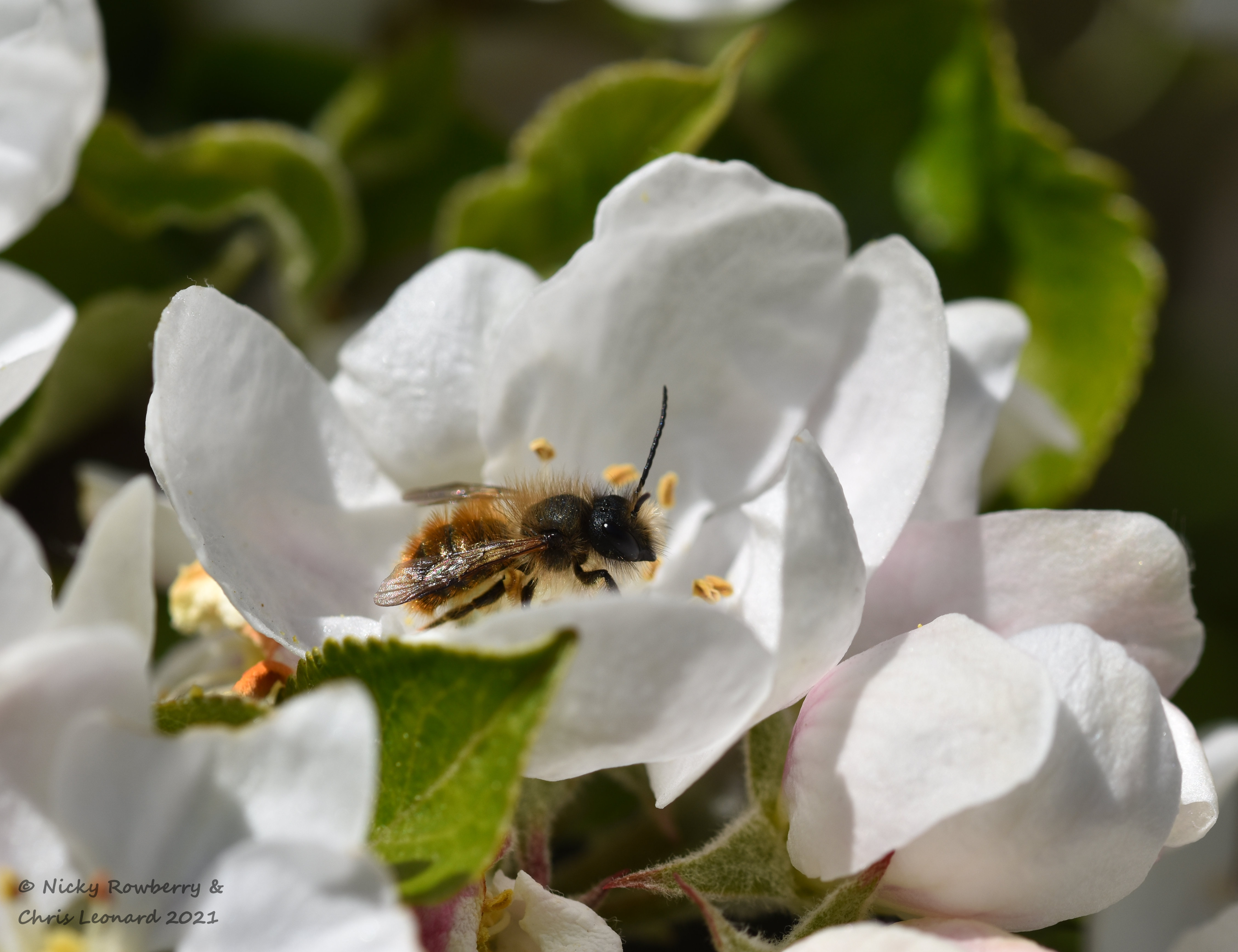 red mason in blossom