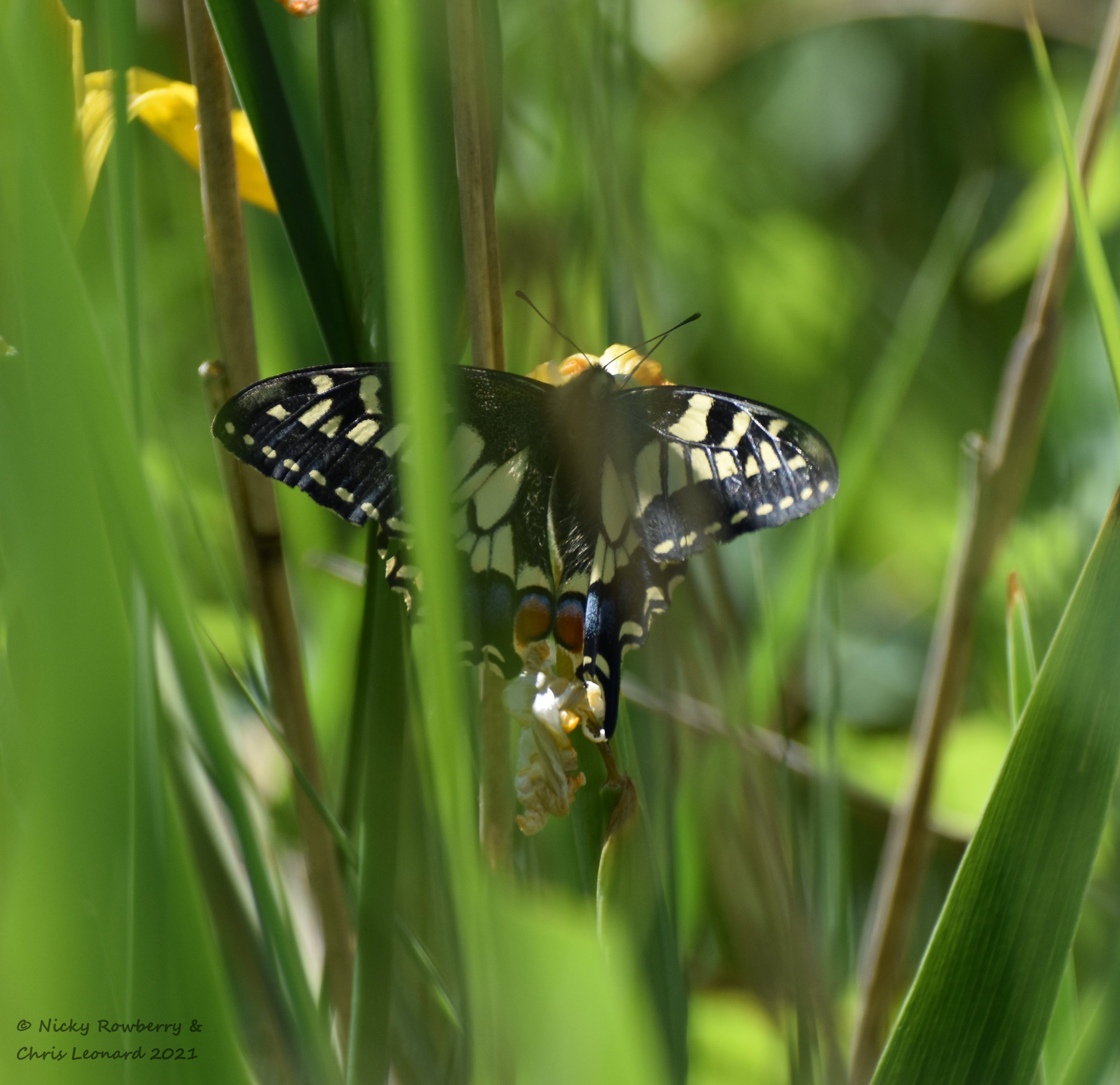 swallowtail (3)