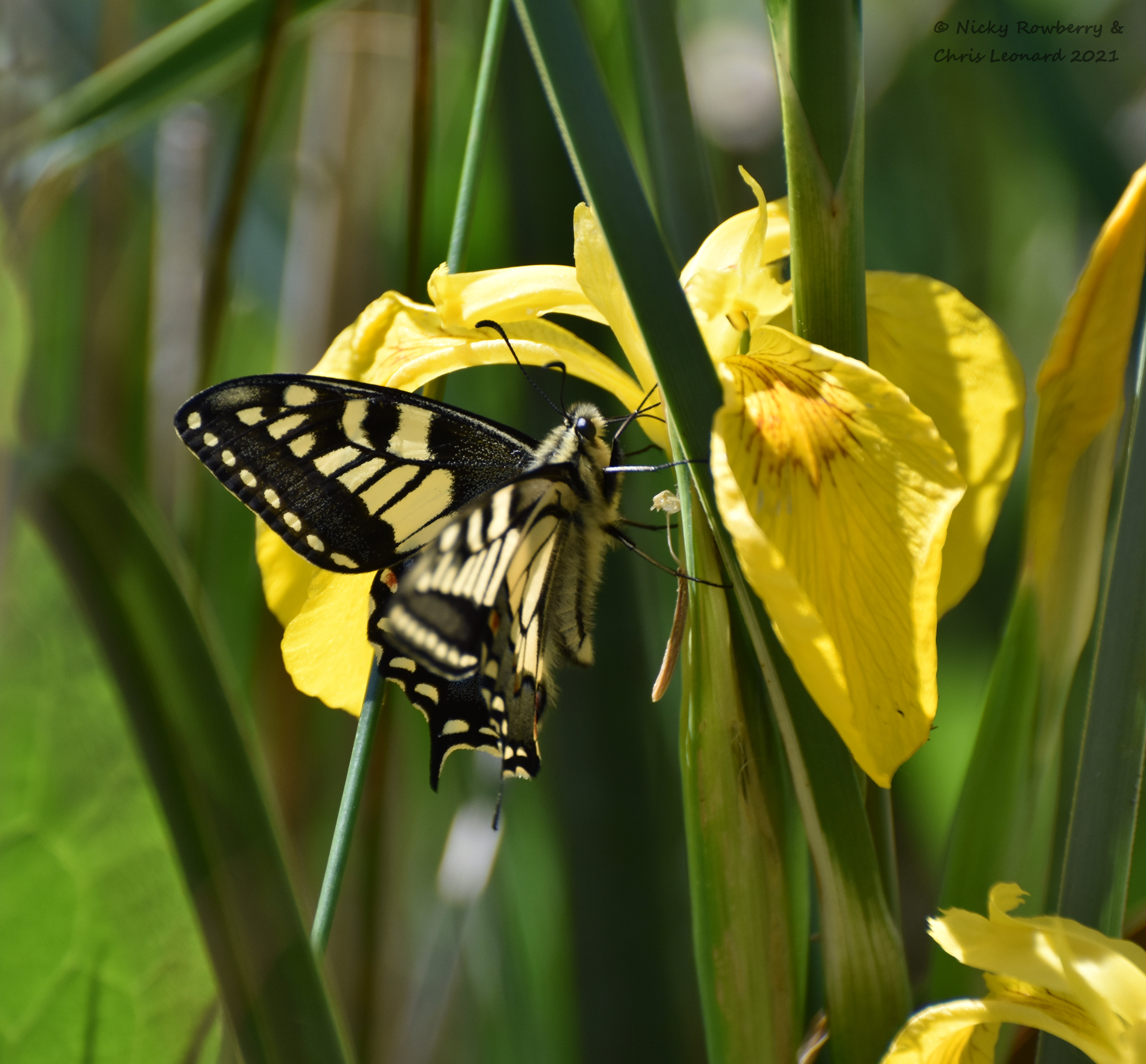 swallowtail (5)
