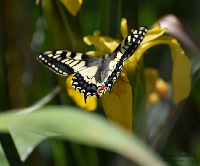 swallowtail