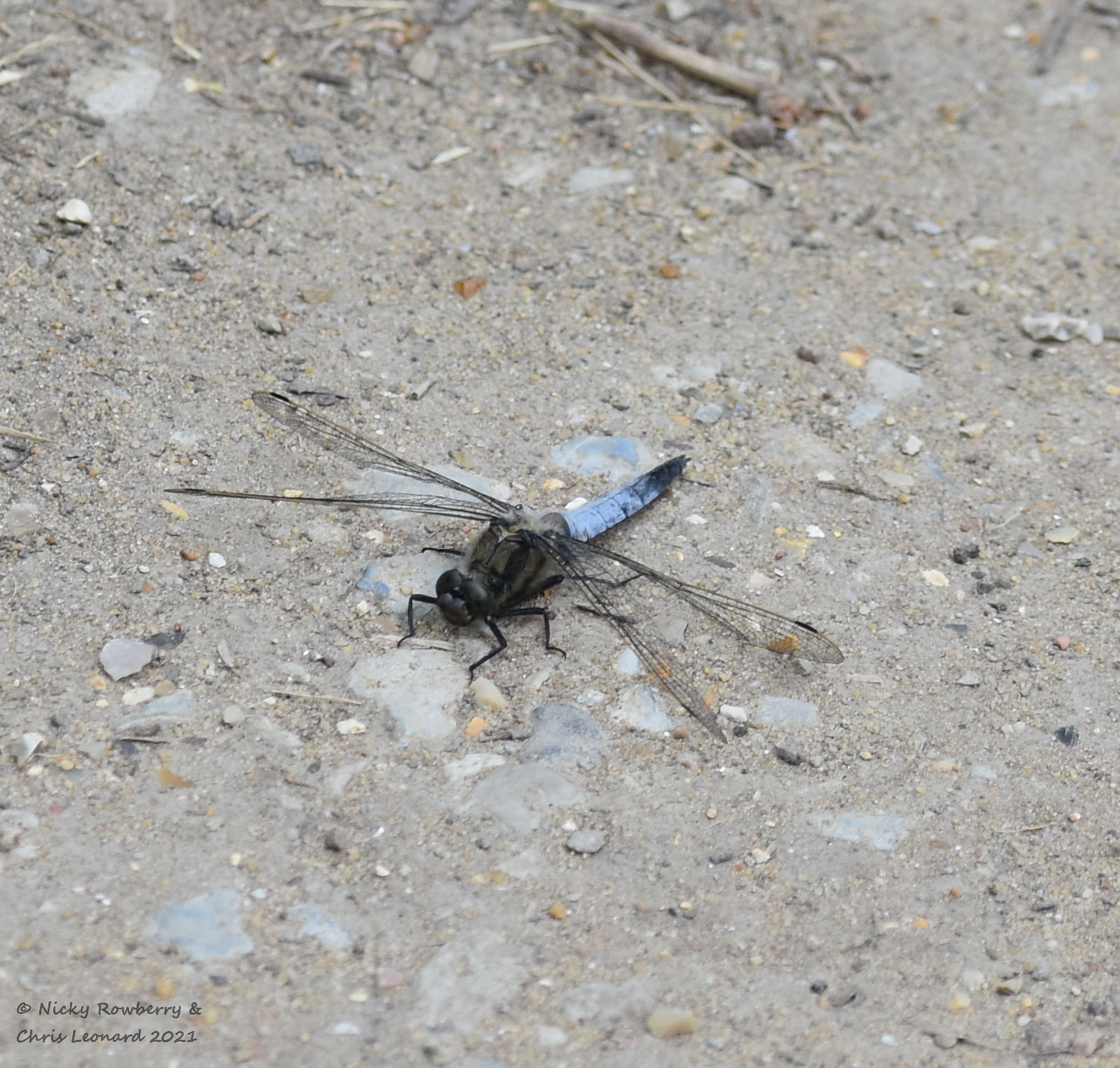 black tailed skimmer male 2 hickling