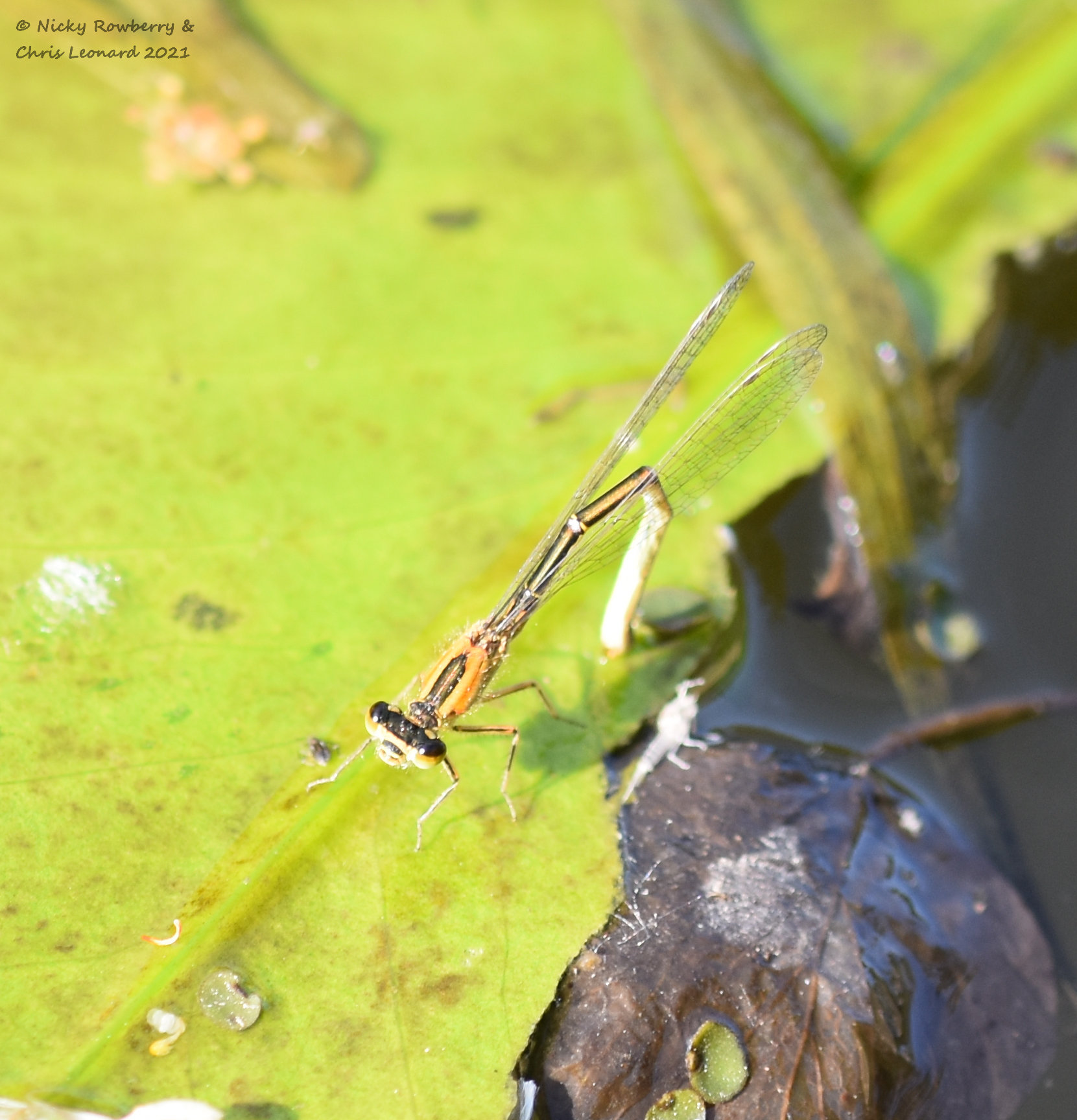 female blue tailed damsel - rufescens obsoleta