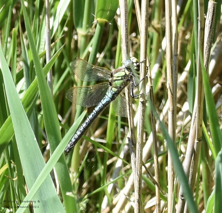 Hairy dragonfly Hickling