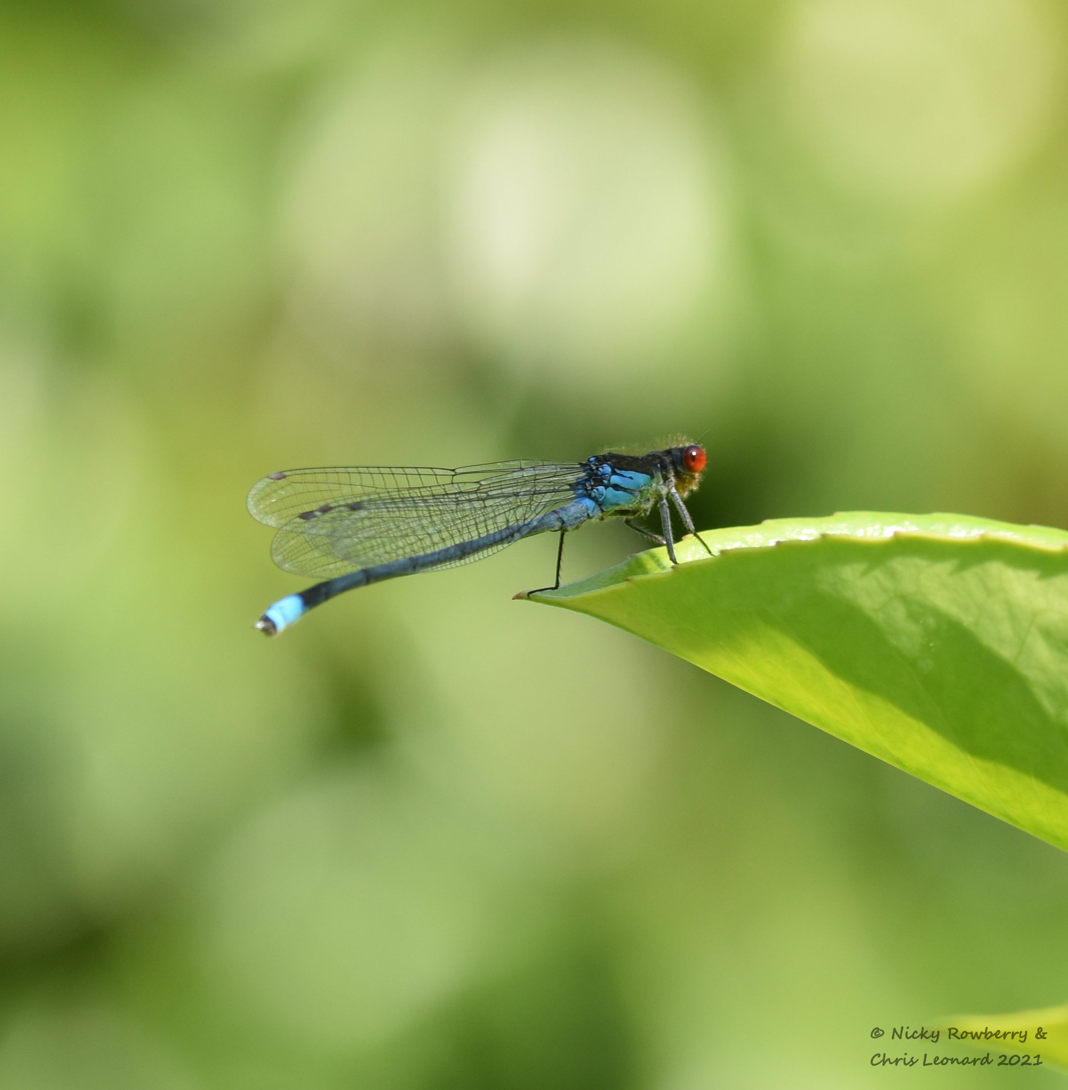 red eyed damselfly male